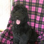 schnoodle puppies for sale in nc schnoodle breeders puppies for sale in raleigh nc schnoodles schnoodle puppies for sale in nc schnoodle breeders puppies for sale in raleigh nc schnoodles
