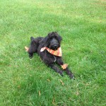 schnoodle puppies for sale in nc schnoodle breeders puppies for sale in raleigh nc schnoodles schnoodle puppies for sale in nc schnoodle breeders puppies for sale in raleigh nc schnoodles