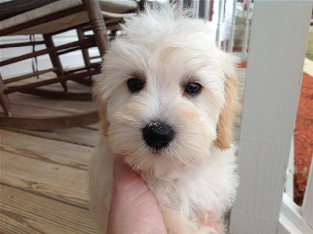 giant schnoodle pups