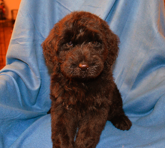 schnoodle puppies nc schnoodle puppies for sale breeders in raleigh nc schnoodles schnoodle puppies nc schnoodle puppies for sale breeders in raleigh nc schnoodles