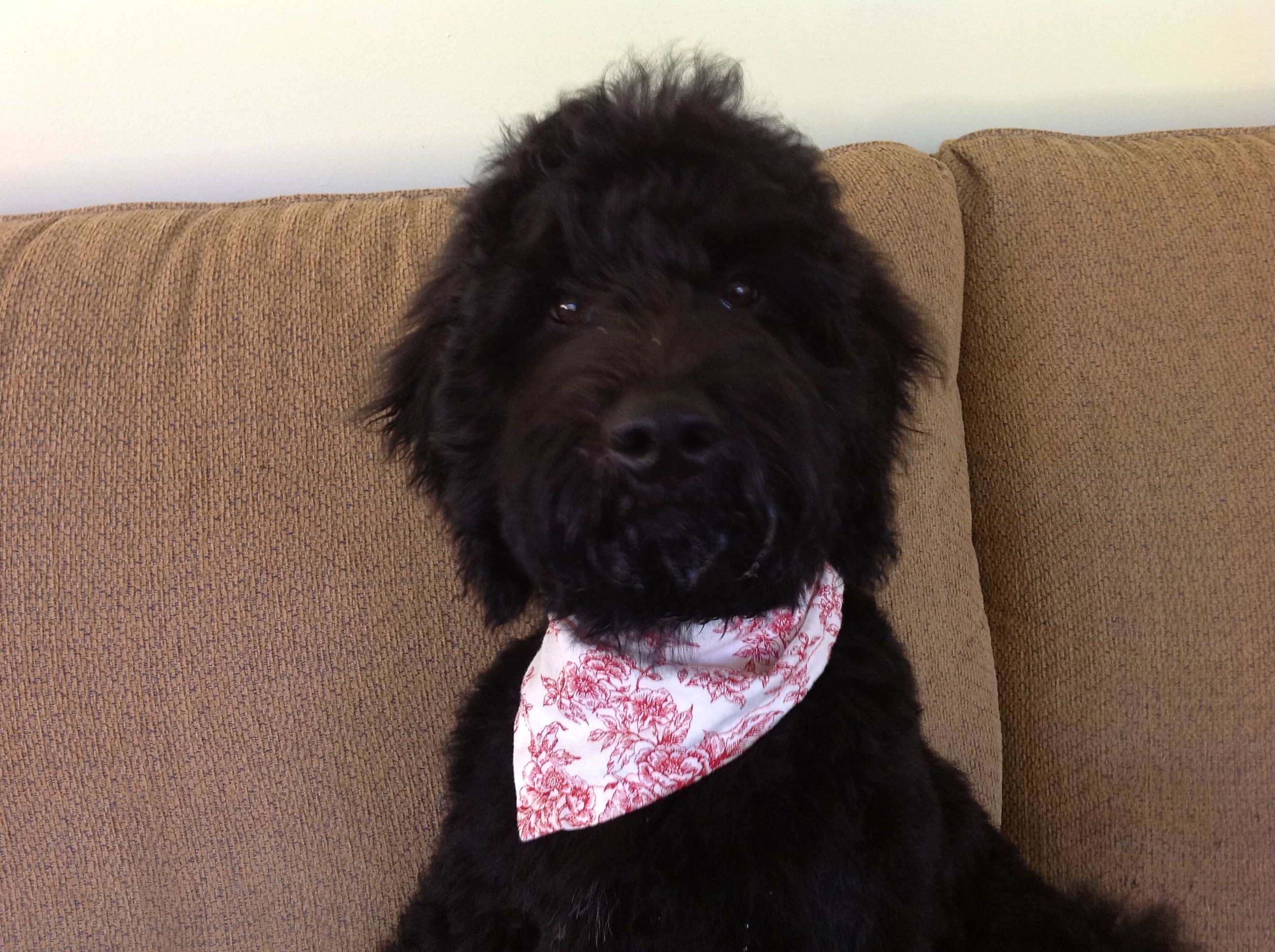 Black Giant Schnoodle with red bandana