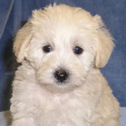 cream colored mini schnoodle puppy