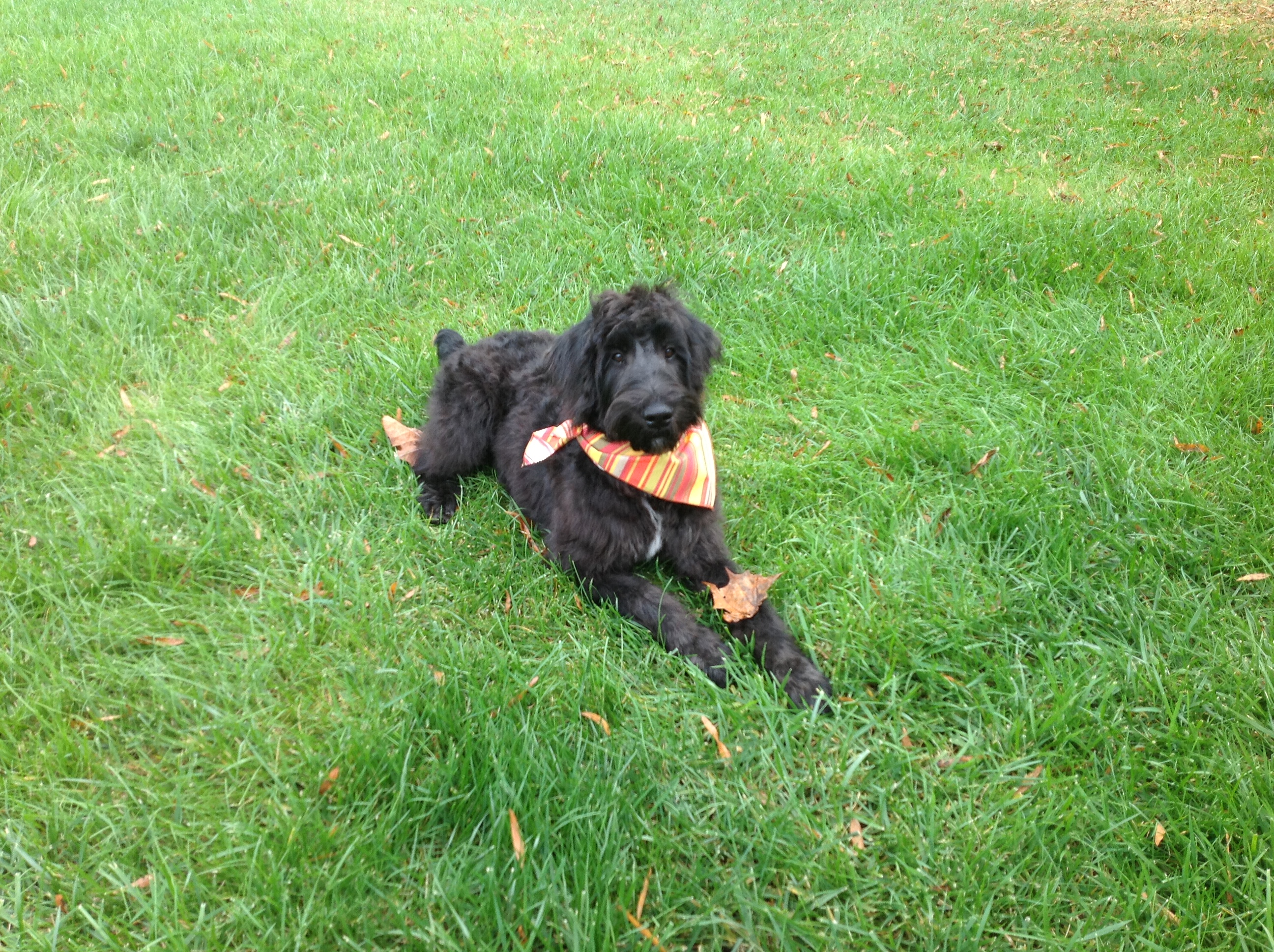 giant black schnoodle with striped orange and yellow bandana collar