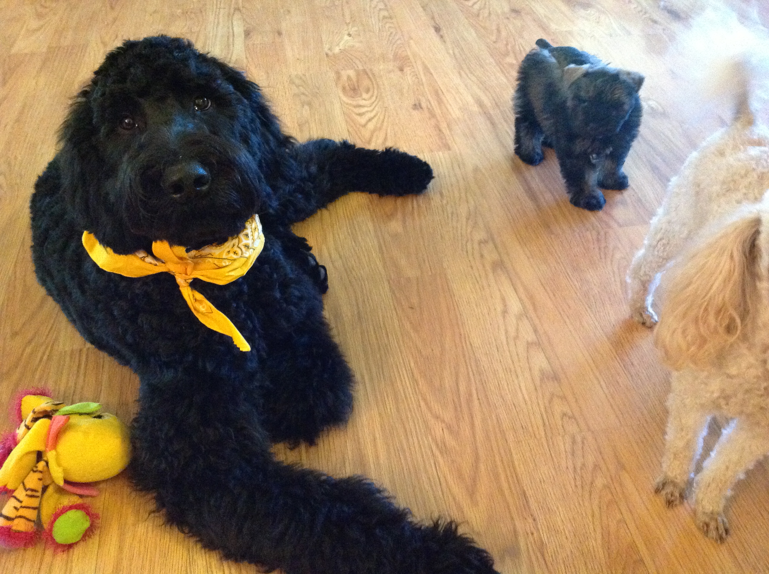 giant black schnoodle dog playing with puppies