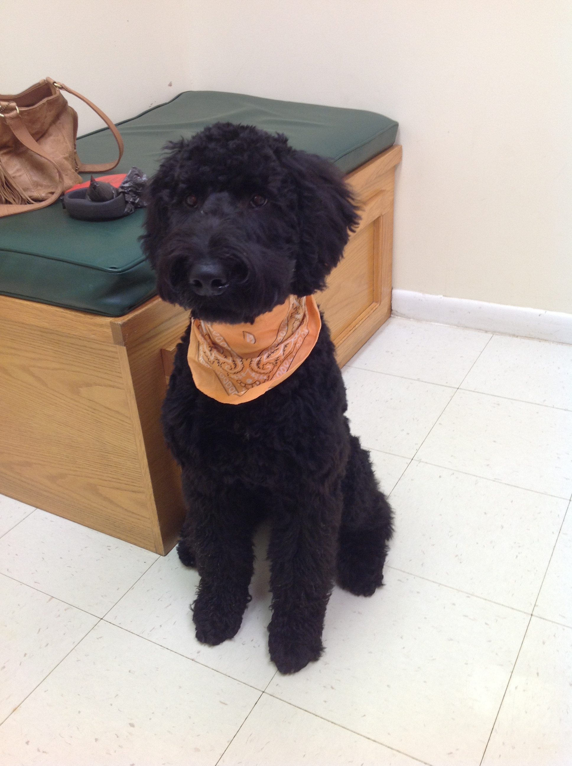 Black Giant Schnoodle with bandana