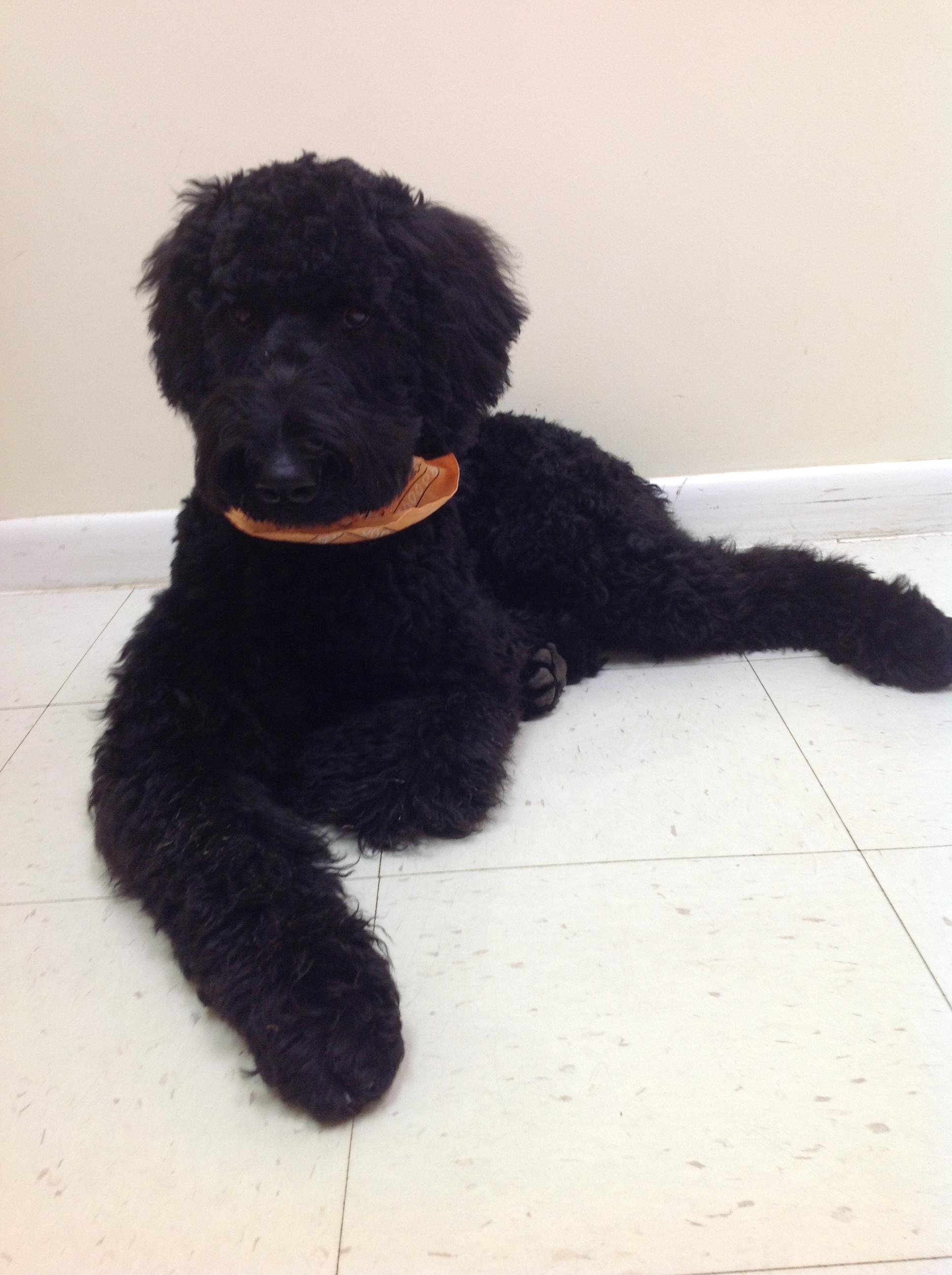 Black Giant Schnoodle lying down