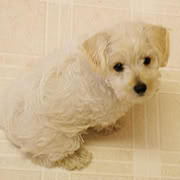 One of our schnoodle puppies