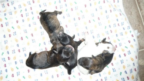 5 pups.jpg (1)