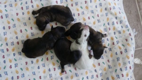 5 pups.jpg