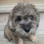 Munson pup Elouise goes home