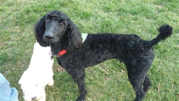 Sampson & Delilah just back from groomers - beautiful.jpg (1)