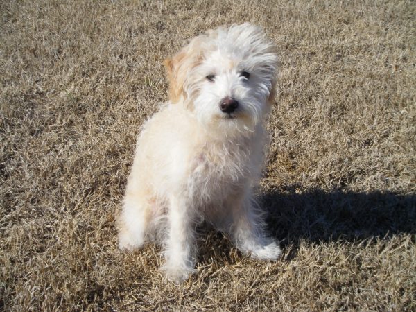 mini schnoodle Trooper