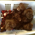 Basket full of pups