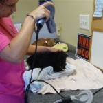 Girlfriend Stephanie helping me bath Rikka's pups for updated photos2