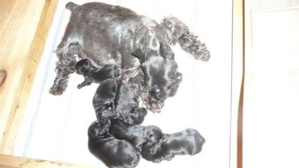 rikka mini schnoodle puppies1