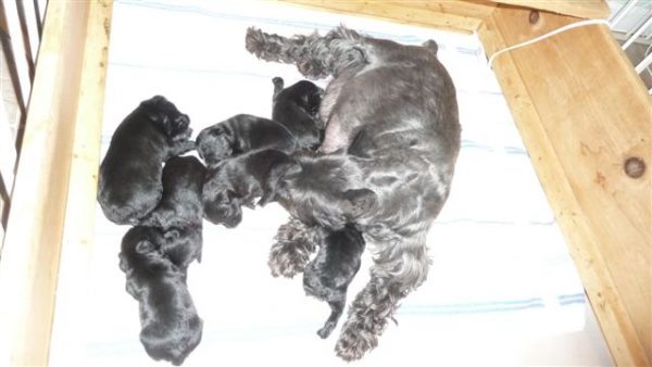 rikka mini schnoodle puppies3