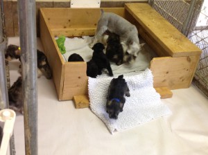 mom and puppies