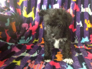 spike mini schnoodle 2