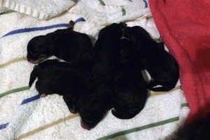 Sashas new borns.jpg (1)