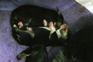 Sashas new borns.jpg (2)