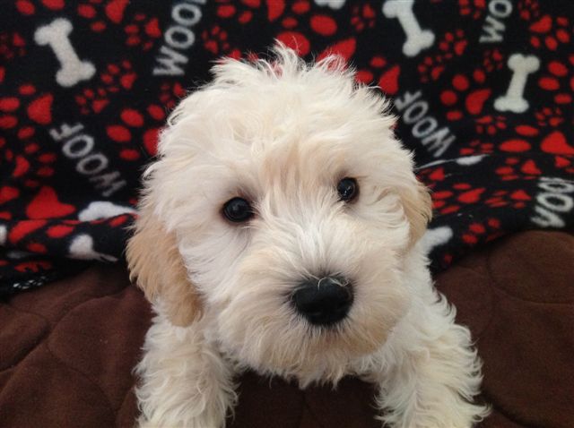 Our new goldendoodle pup Barclay! : r/pics