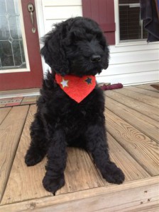 Giant Black Schnoodle Dog with a Red Bandana