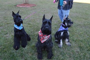 Giant Black Schnoodle Female Dogs (Mother's)