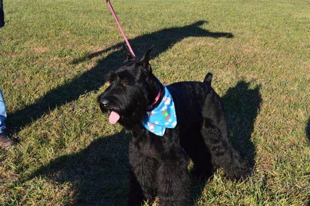 Giant Schnoodle