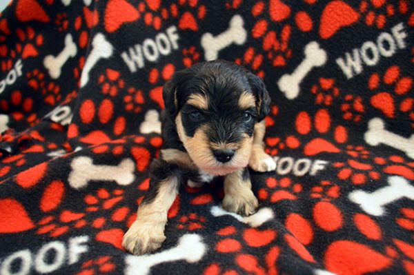 Red Collar Boy Penny Pup