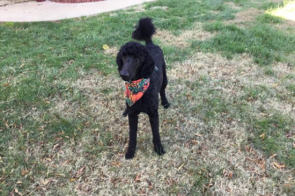 Black Giant Schnoodle