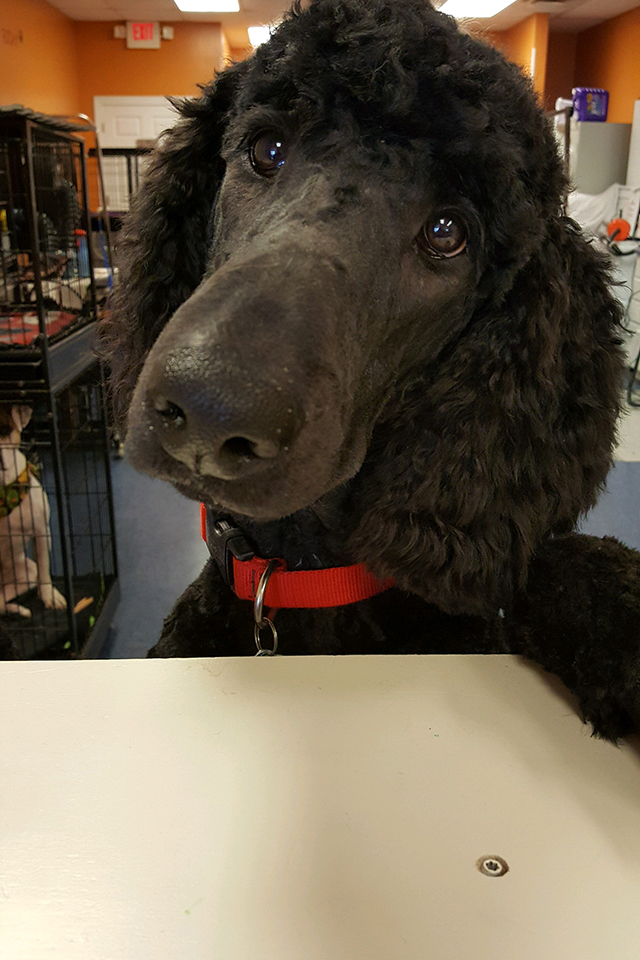 Black Giant Schnoodle Breeder