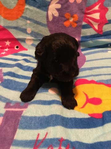 Abby’s August 2018 Litter