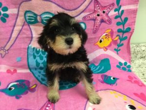 Schnoodle puppy