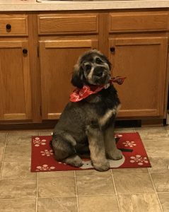 Schnoodle wearing bandana