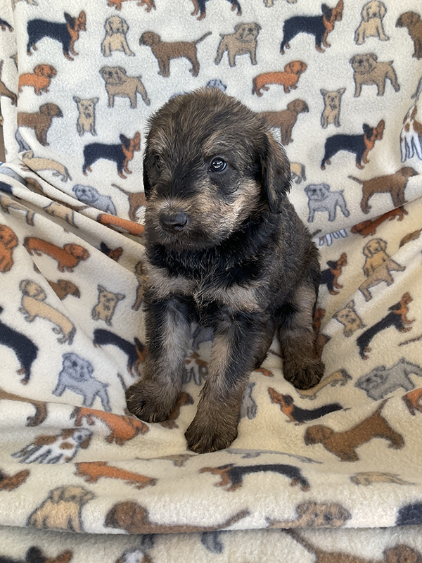 Hypoallergenic Giant Schnoodle Puppies for Sale | Pierce Schnoodles