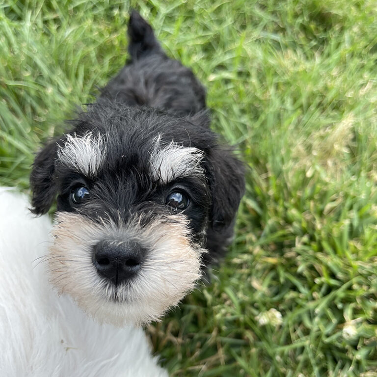 Mini Schnoodles for Sale Puppies for Adoption in Raleigh NC Pierce
