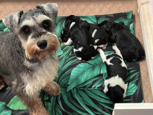 Mini Schnoodle Nina and her litter