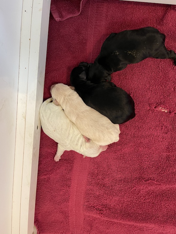 Nina litter 3/22