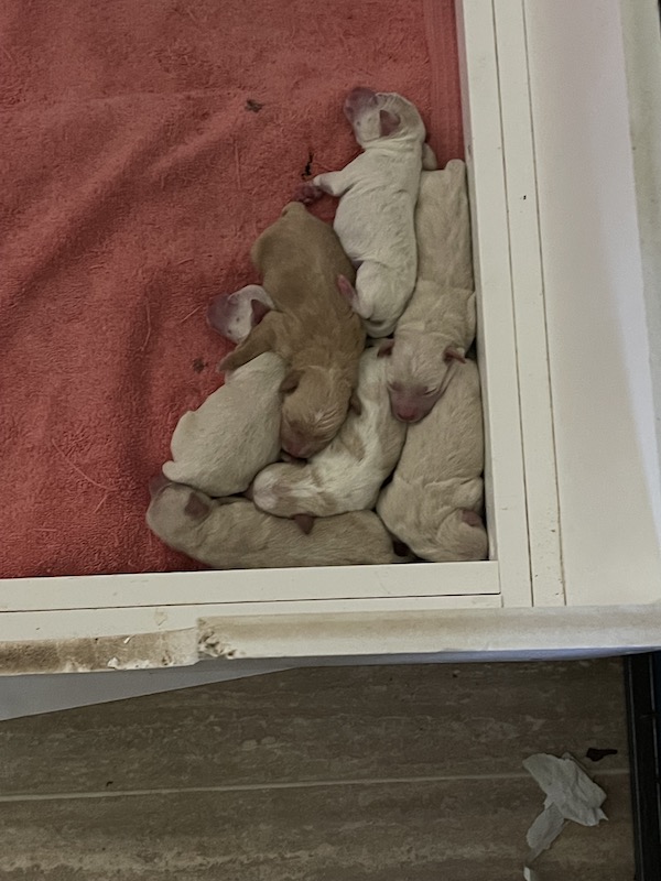Lilly May 22 litter