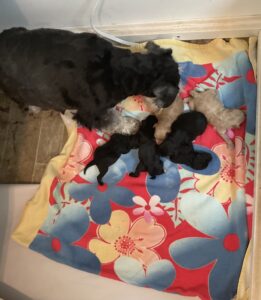 Sasha's March 2023 litter