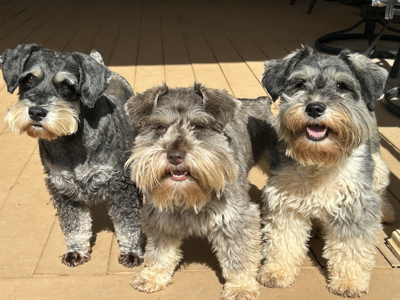 Eden - Pierce Schnoodles