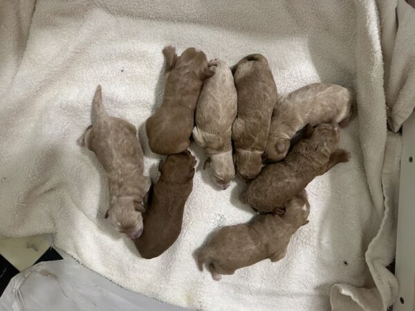 Lilly's February 2024 Litter